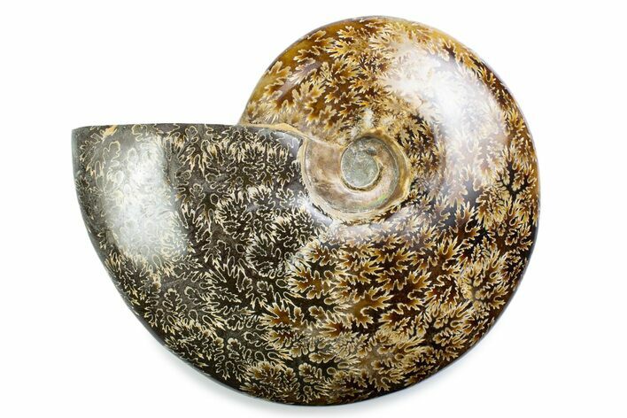 Polished Ammonite (Cleoniceras) Fossil - Madagascar #375990